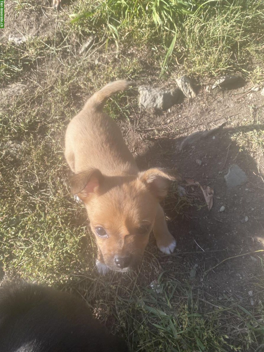 Bild 6: Mischlingswelpen - Rehpinscher x Papillon x Pekinese