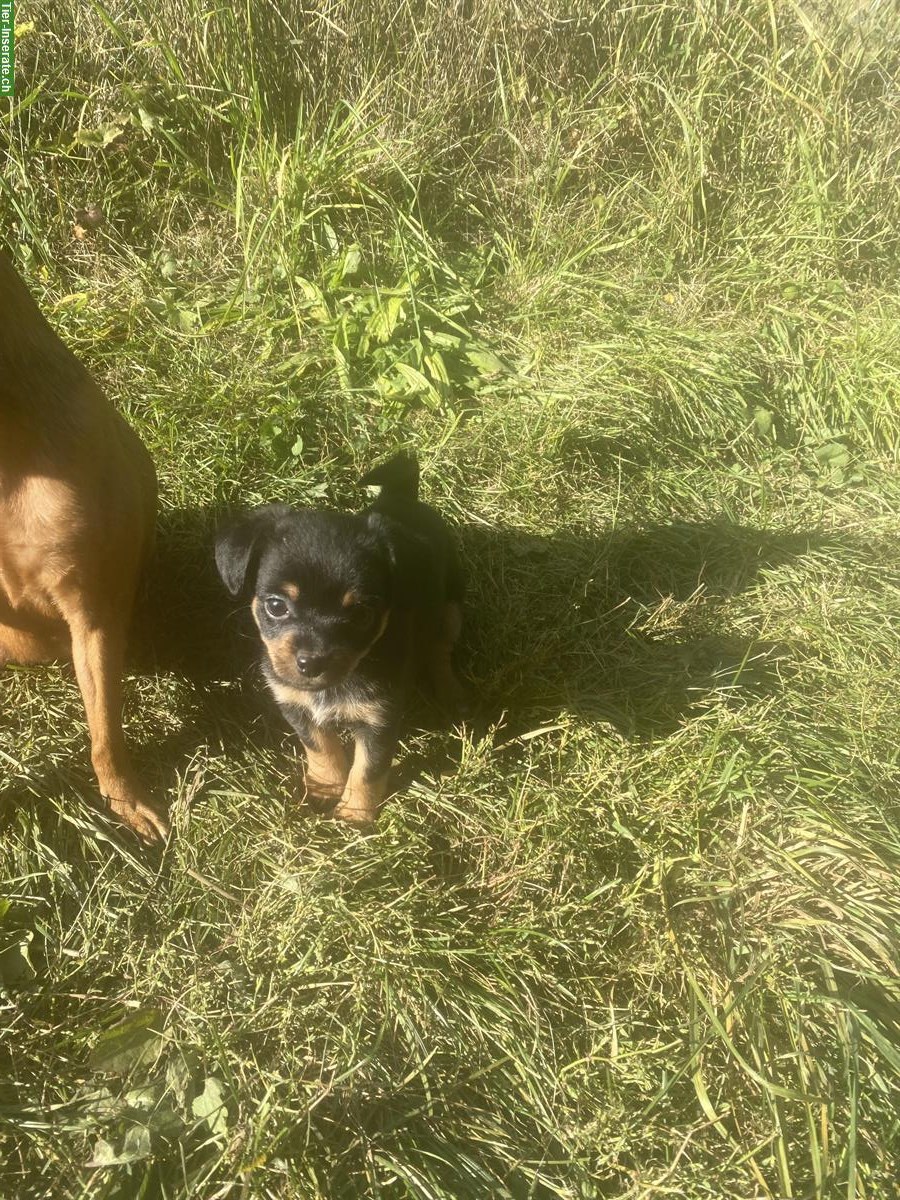 Bild 7: Mischlingswelpen - Rehpinscher x Papillon x Pekinese