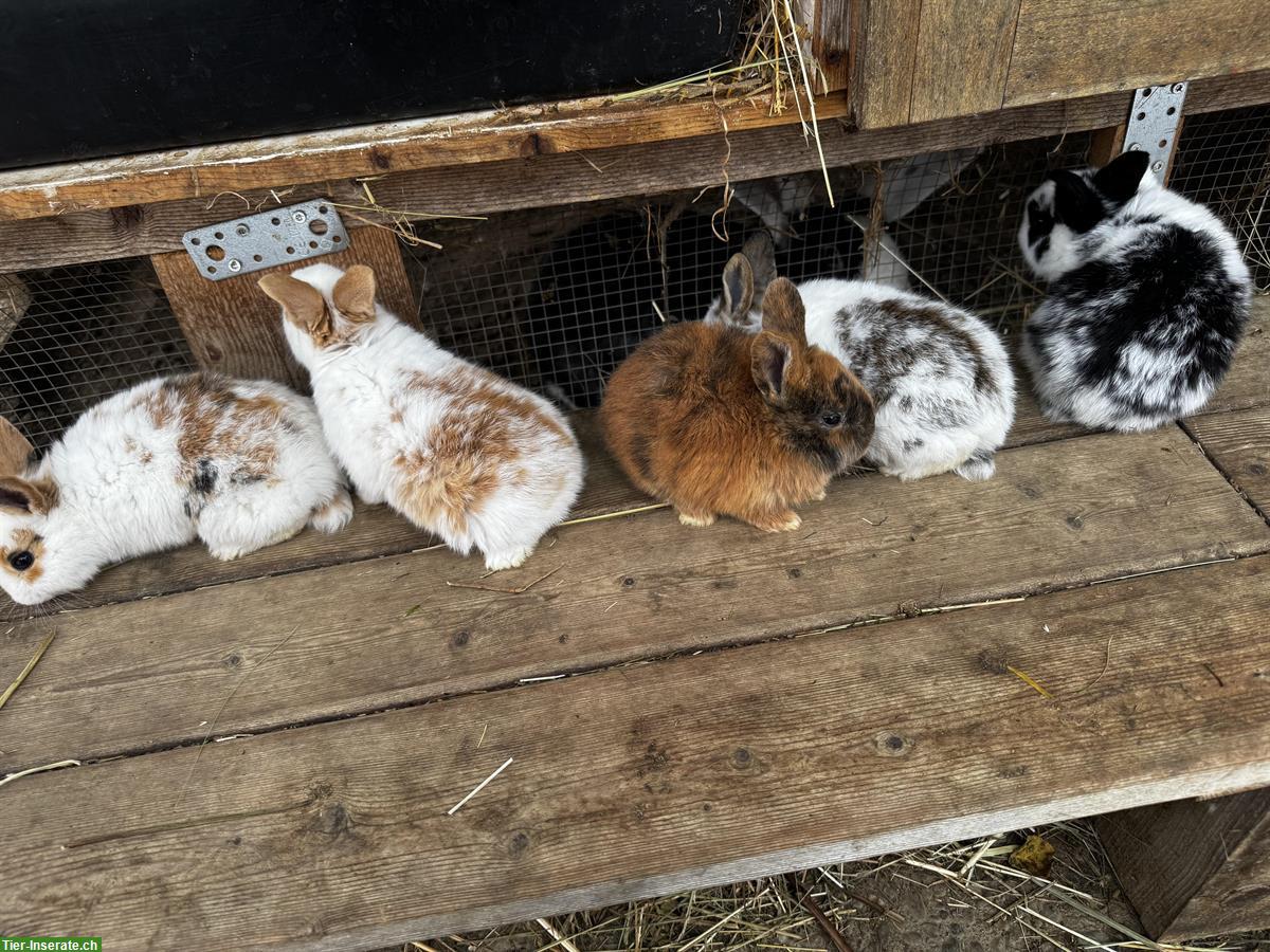 Junge Holländer Kaninchen zu verkaufen
