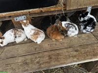 Junge Holländer Kaninchen zu verkaufen