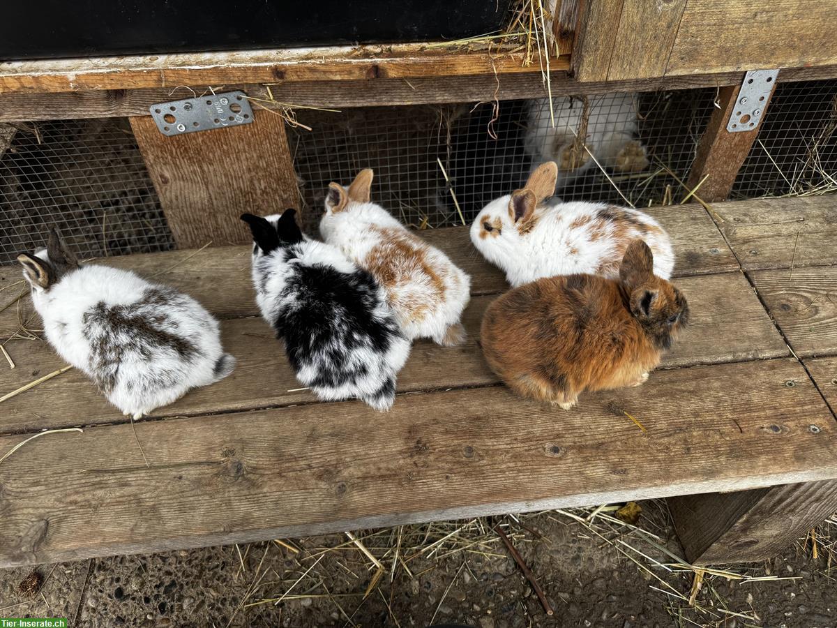Bild 2: Junge Holländer Kaninchen zu verkaufen