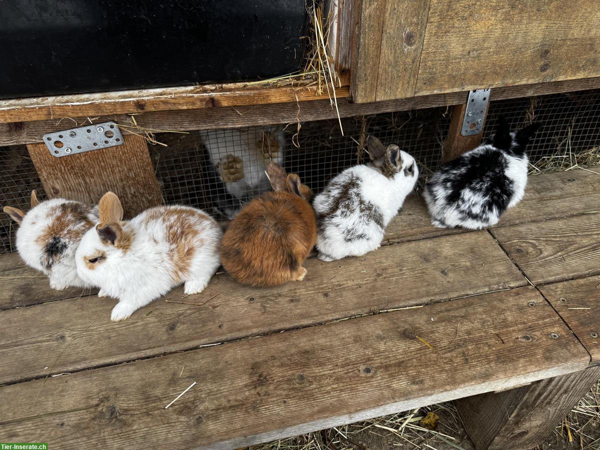 Bild 3: Junge Holländer Kaninchen zu verkaufen