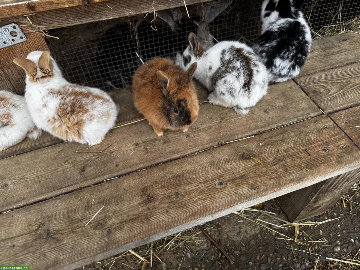 Bild 4: Junge Holländer Kaninchen zu verkaufen