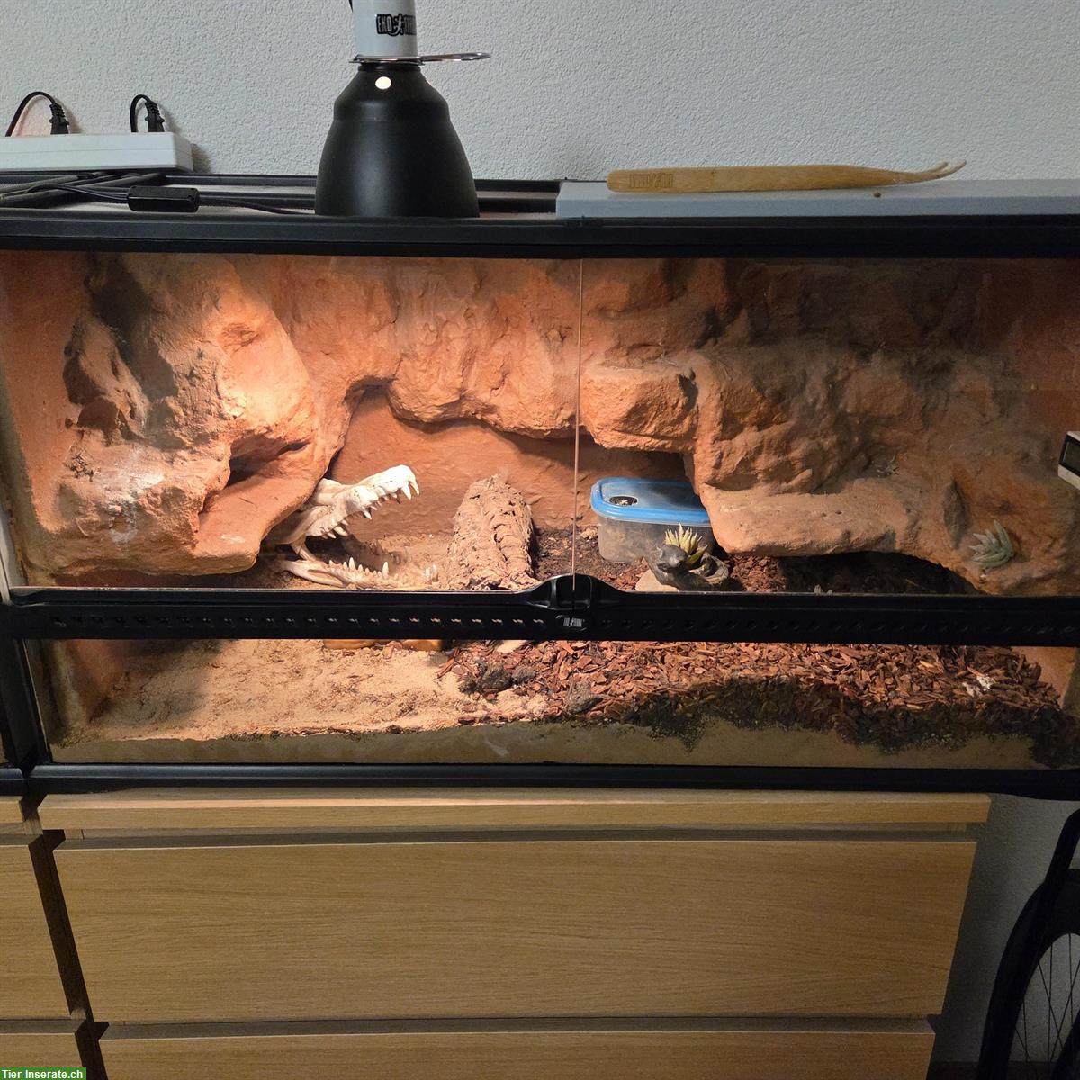 Bild 2: Makani & Malakai - Hakennasennattern suchen Dich!