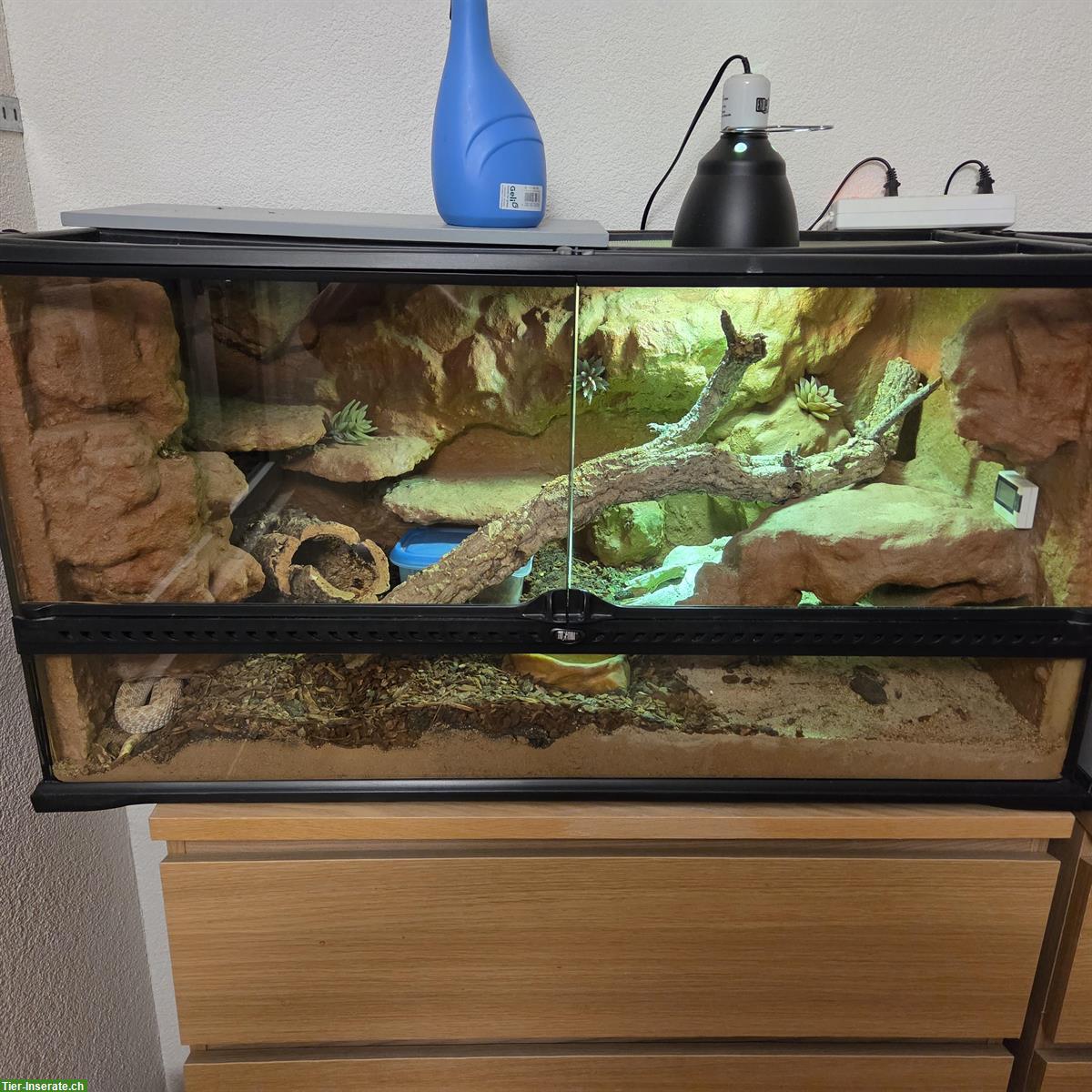 Bild 3: Makani & Malakai - Hakennasennattern suchen Dich!