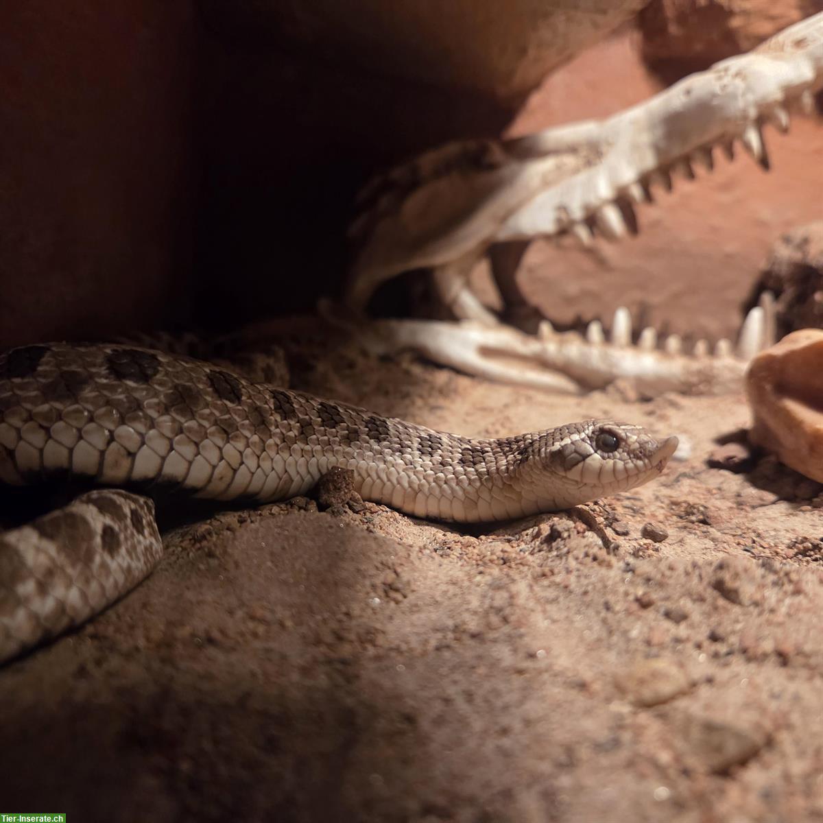 Bild 4: Makani & Malakai - Hakennasennattern suchen Dich!