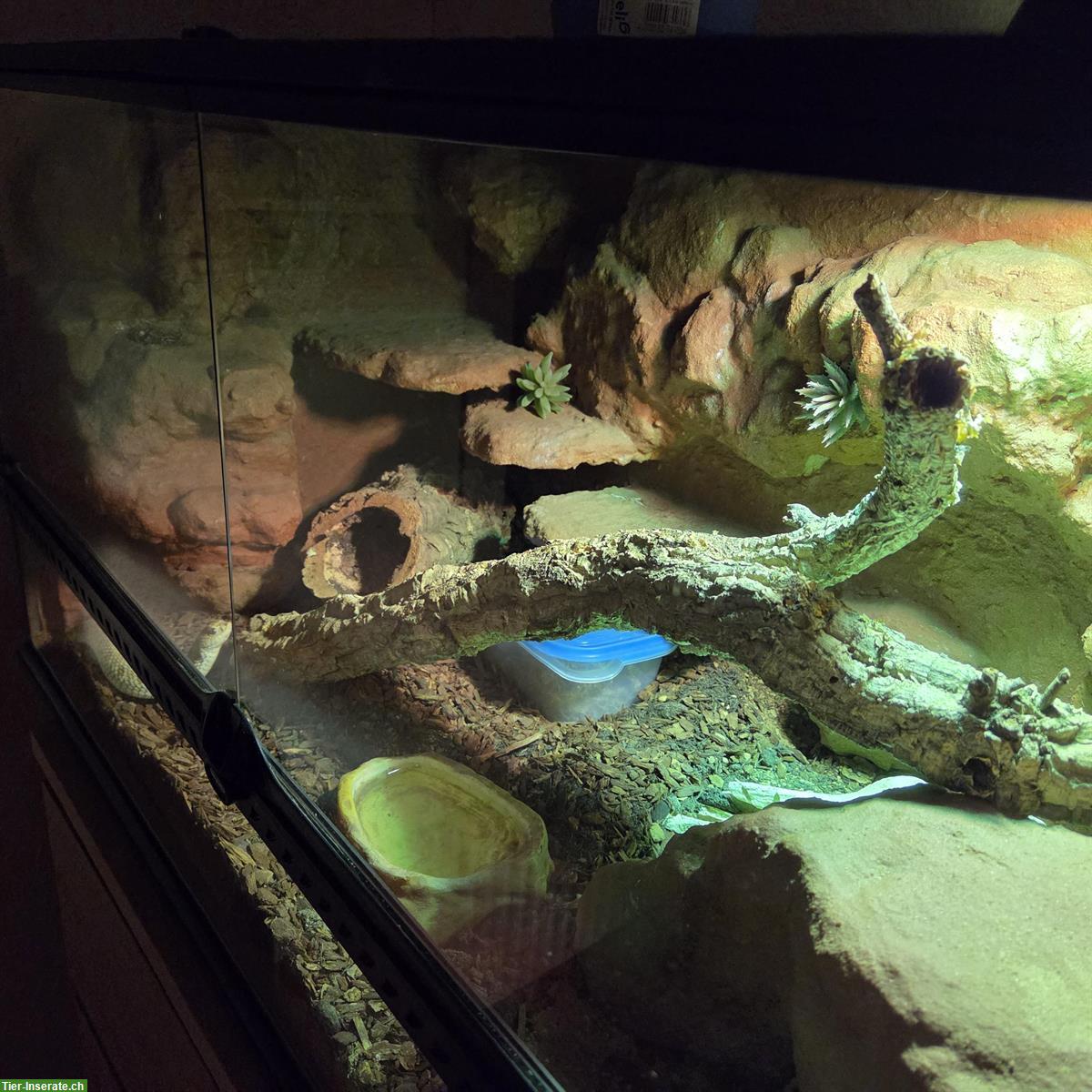 Bild 5: Makani & Malakai - Hakennasennattern suchen Dich!