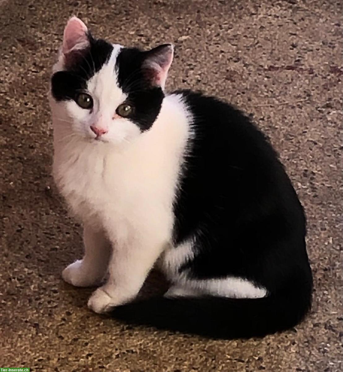 3 junge Kätzchen suchen ein Zuhause mit Auslauf