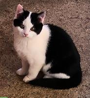 3 junge Kätzchen suchen ein Zuhause mit Auslauf