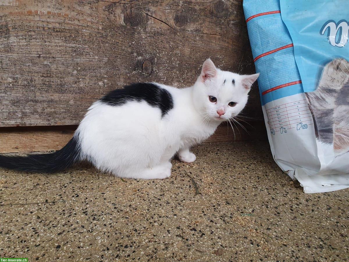 Bild 2: 3 junge Kätzchen suchen ein Zuhause mit Auslauf