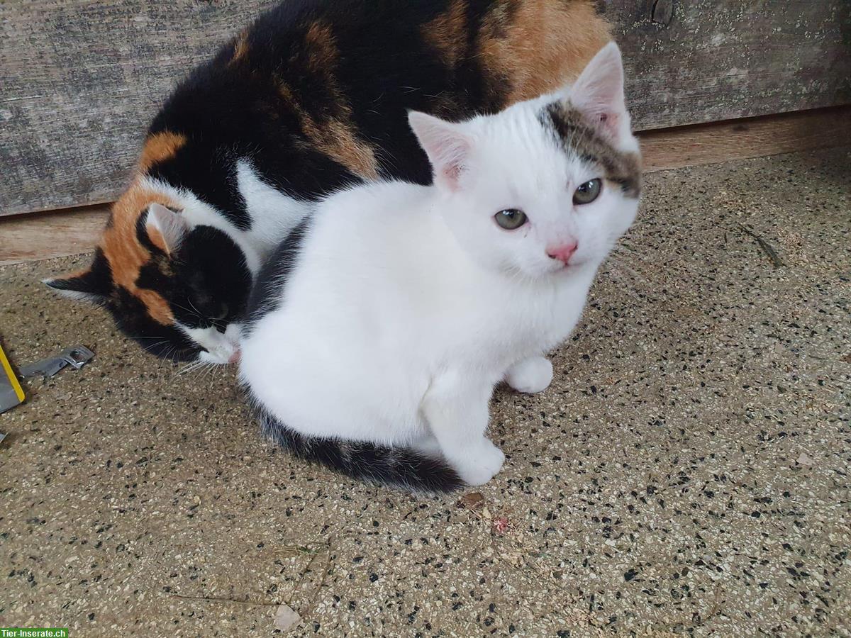 Bild 3: 3 junge Kätzchen suchen ein Zuhause mit Auslauf