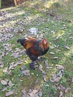 Junger Brahma Hahn sucht neue Hühnerherde