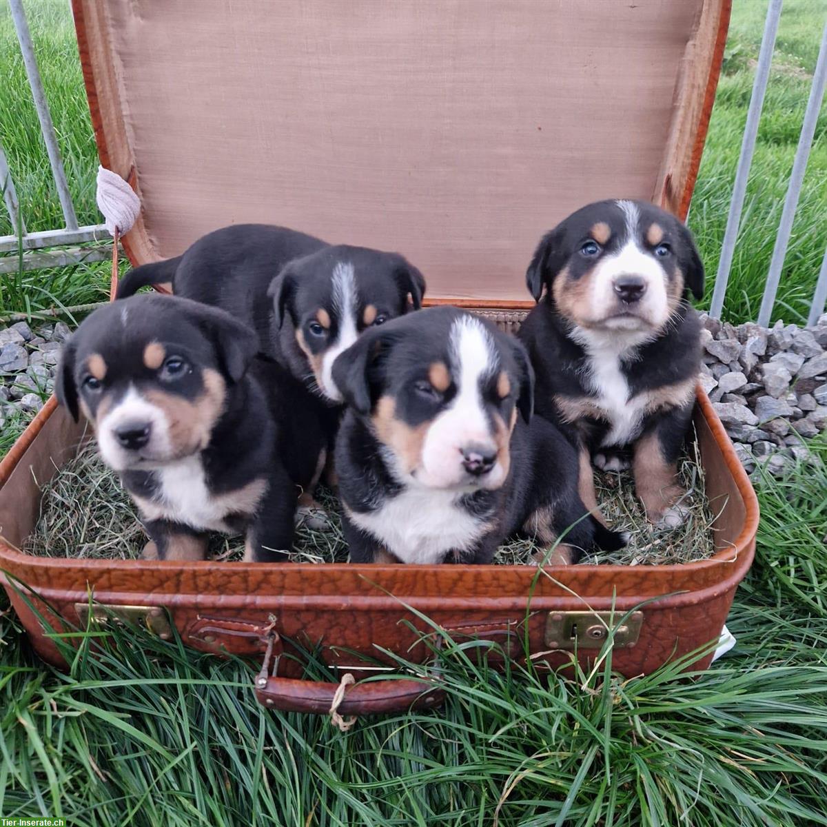 Grosser Schweizer Sennenhund Welpen