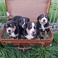 Grosser Schweizer Sennenhund Welpen