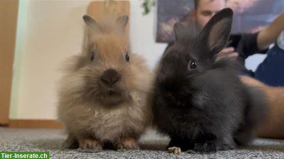 2 Löwenkopf/Rex Zwergkaninchen, Wohnungshaltung