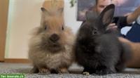 2 Löwenkopf/Rex Zwergkaninchen, Wohnungshaltung