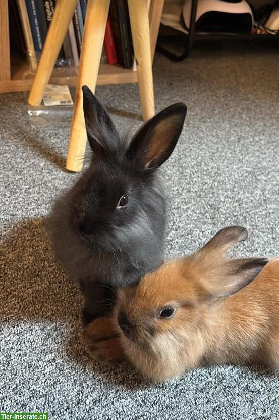 Bild 2: 2 Löwenkopf/Rex Zwergkaninchen, Wohnungshaltung
