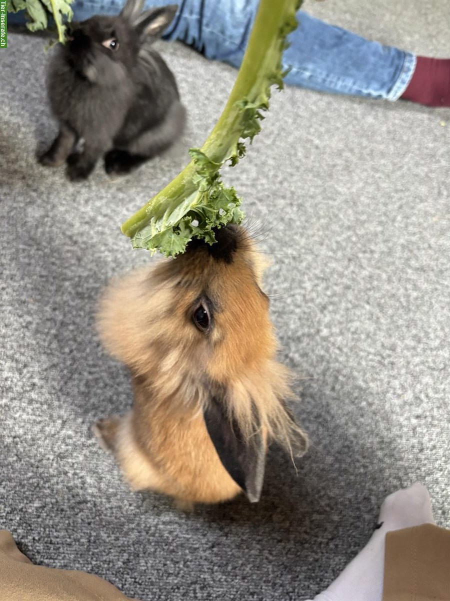 Bild 3: 2 Löwenkopf/Rex Zwergkaninchen, Wohnungshaltung