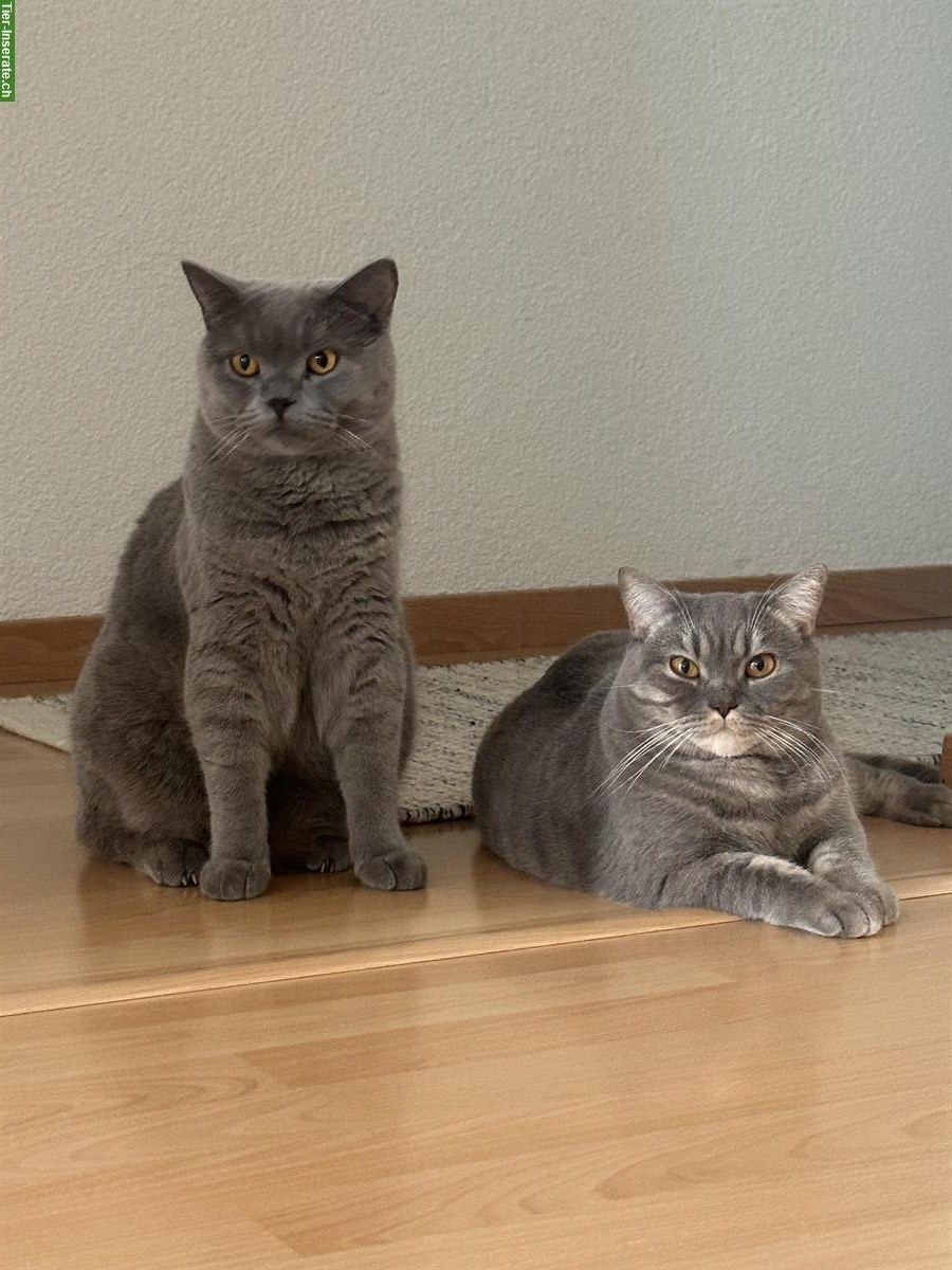 2 Britisch Kurzhaar Katzen, männlich + weiblich, reinrassig