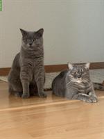 2 Britisch Kurzhaar Katzen, männlich + weiblich, reinrassig