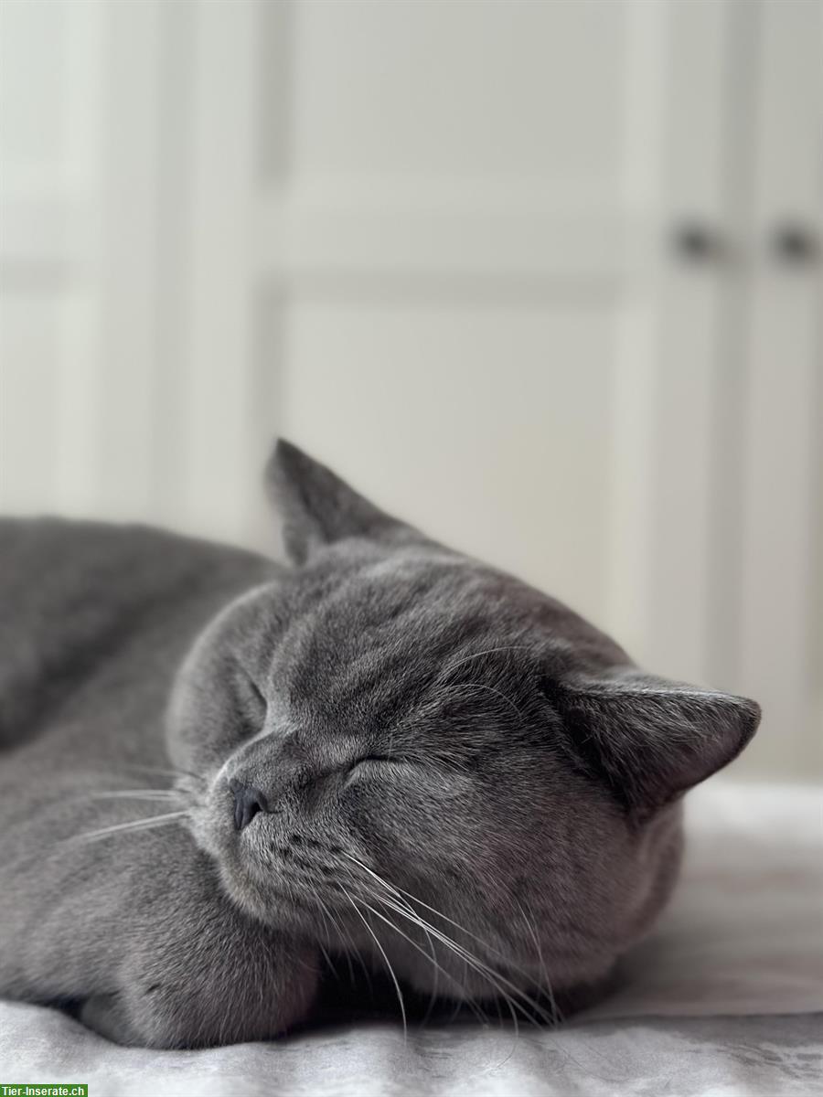 Bild 2: 2 Britisch Kurzhaar Katzen, männlich + weiblich, reinrassig