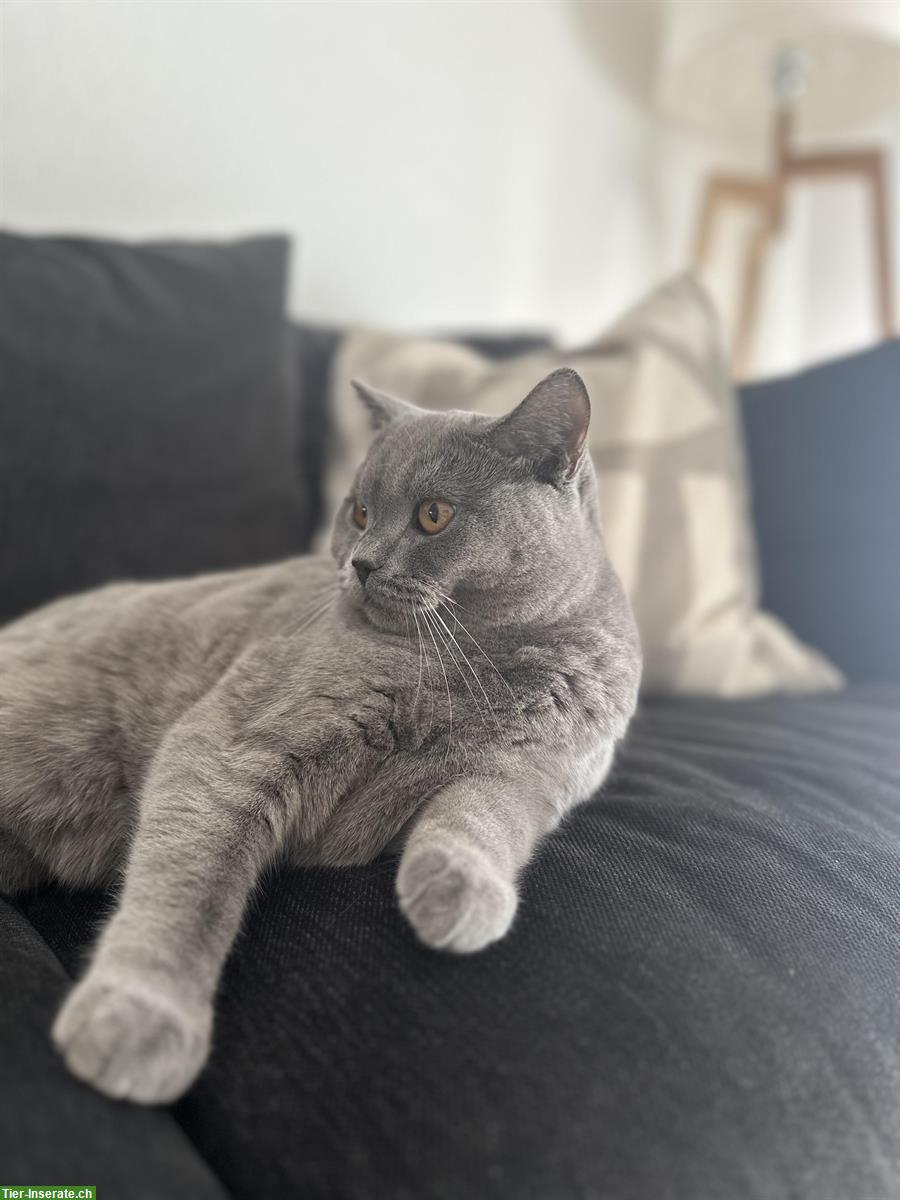 Bild 3: 2 Britisch Kurzhaar Katzen, männlich + weiblich, reinrassig