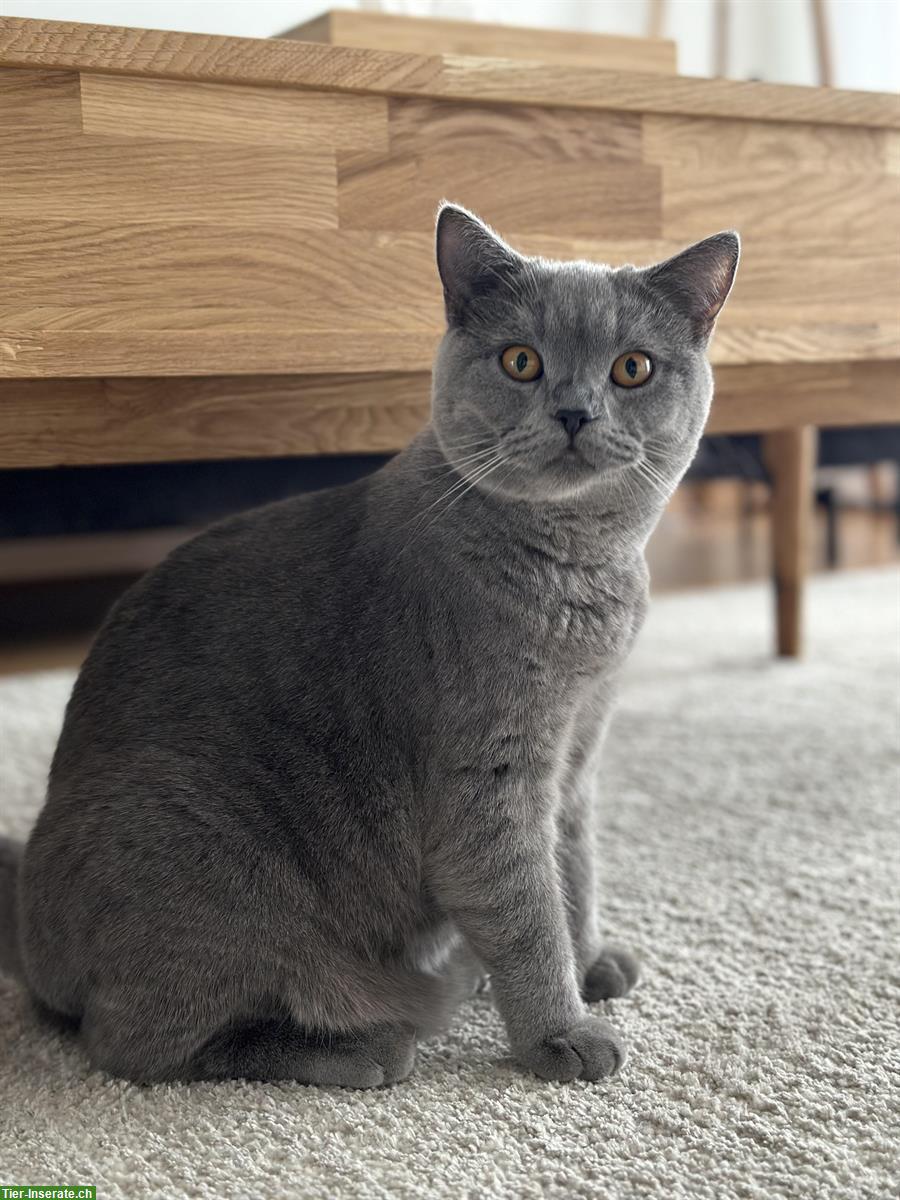 Bild 4: 2 Britisch Kurzhaar Katzen, männlich + weiblich, reinrassig