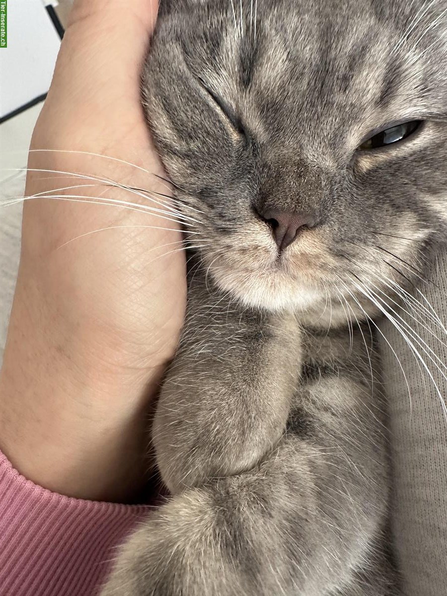 Bild 5: 2 Britisch Kurzhaar Katzen, männlich + weiblich, reinrassig