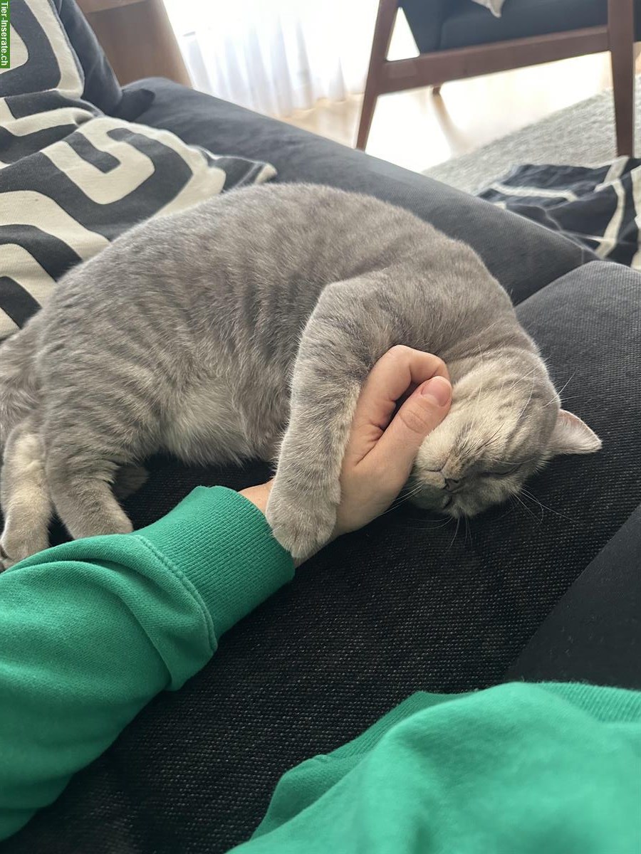 Bild 6: 2 Britisch Kurzhaar Katzen, männlich + weiblich, reinrassig