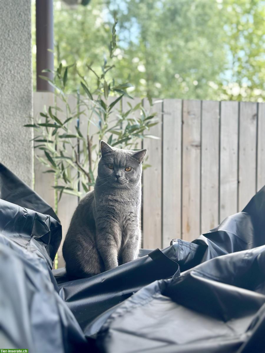 Bild 7: 2 Britisch Kurzhaar Katzen, männlich + weiblich, reinrassig