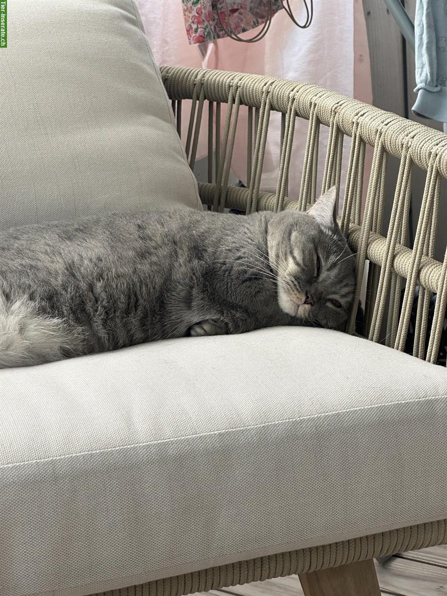 Bild 8: 2 Britisch Kurzhaar Katzen, männlich + weiblich, reinrassig