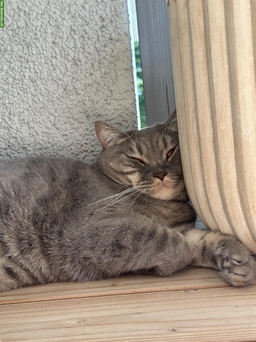 Bild 9: 2 Britisch Kurzhaar Katzen, männlich + weiblich, reinrassig