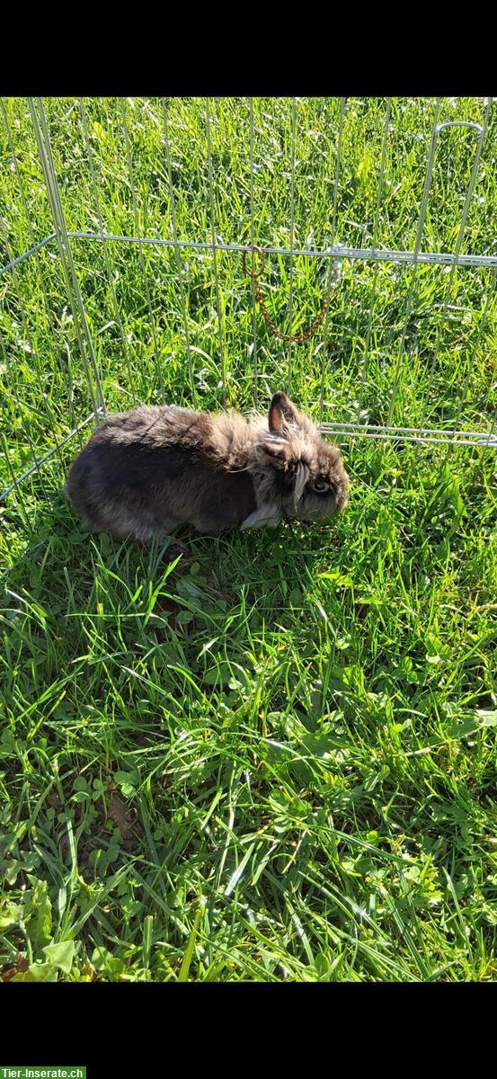 Verkaufen unser Zwergkaninchen Böckli, sehr zutraulich
