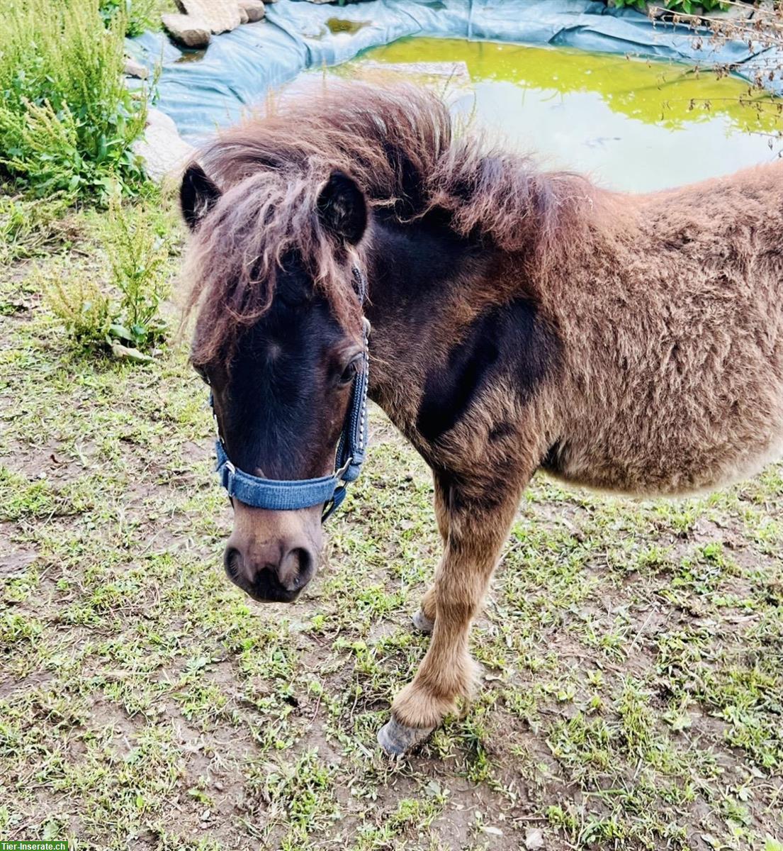 Shetty Wallach, dunkelbraun, 2,5-jährig