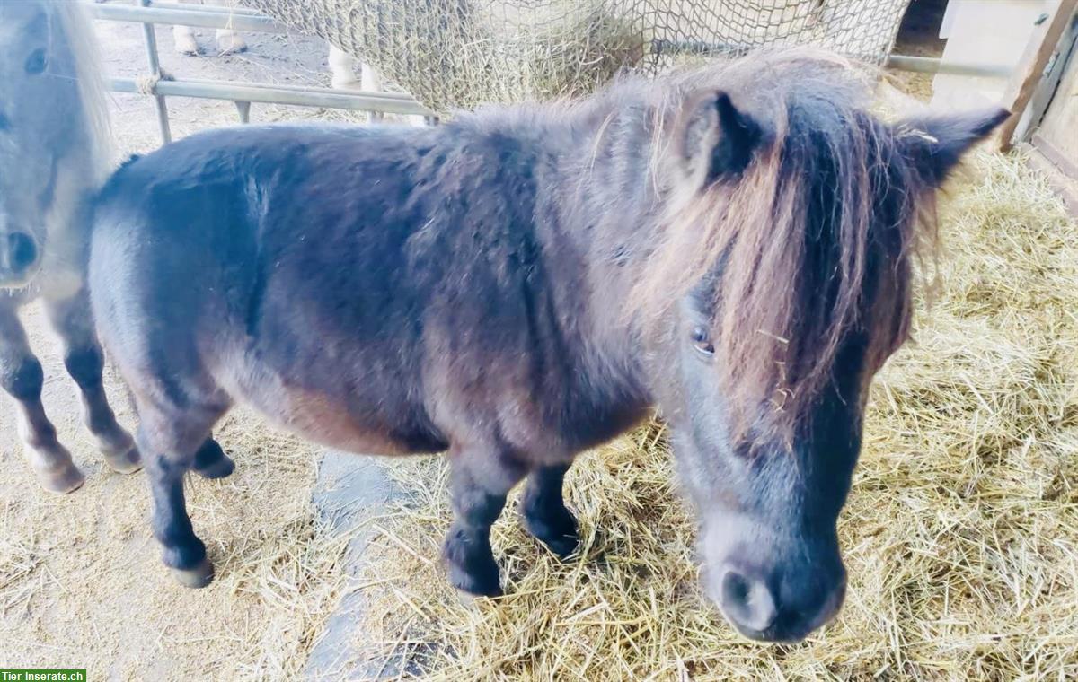 Bild 2: Shetty Wallach, dunkelbraun, 2,5-jährig