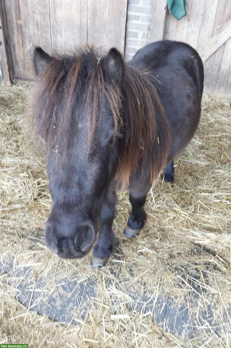 Bild 3: Shetty Wallach, dunkelbraun, 2,5-jährig