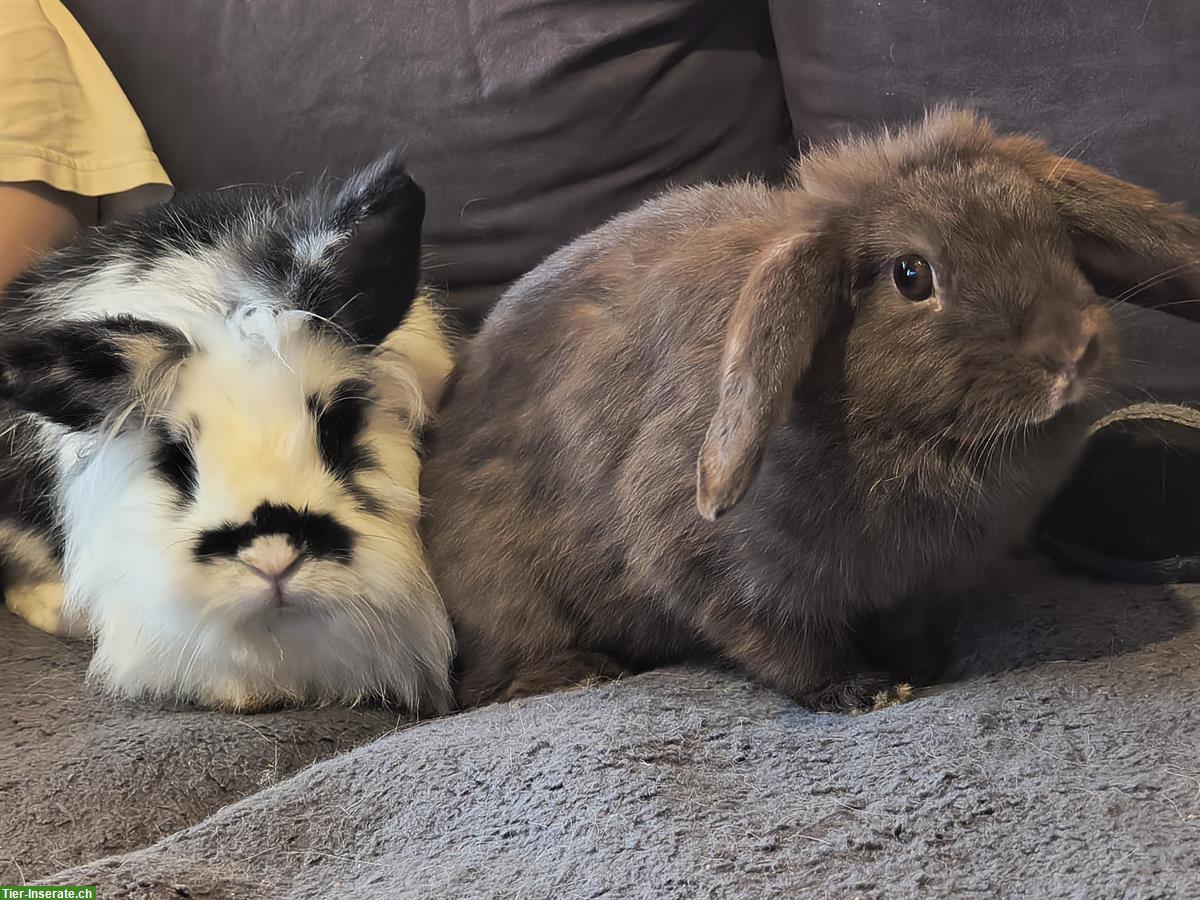 Löwenkopf Zwergkaninchen, Mutter und Sohn