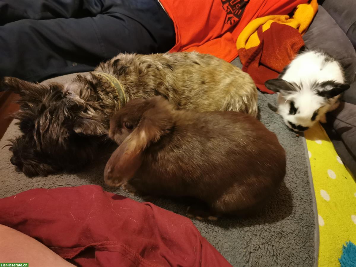 Bild 10: Löwenkopf Zwergkaninchen, Mutter und Sohn