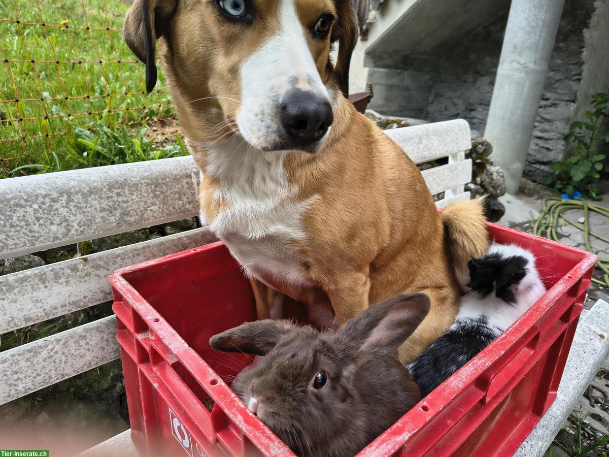 Bild 2: Löwenkopf Zwergkaninchen, Mutter und Sohn