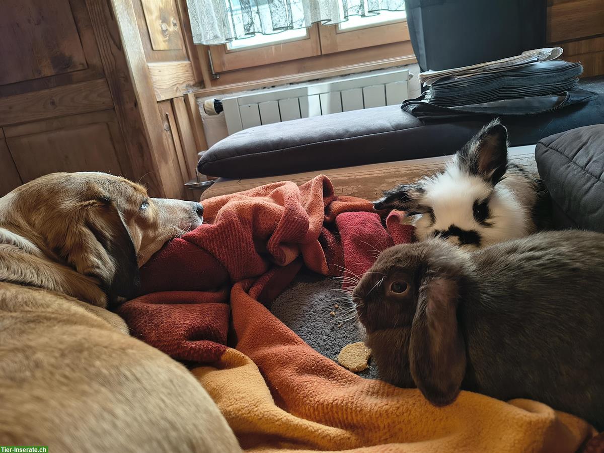 Bild 3: Löwenkopf Zwergkaninchen, Mutter und Sohn