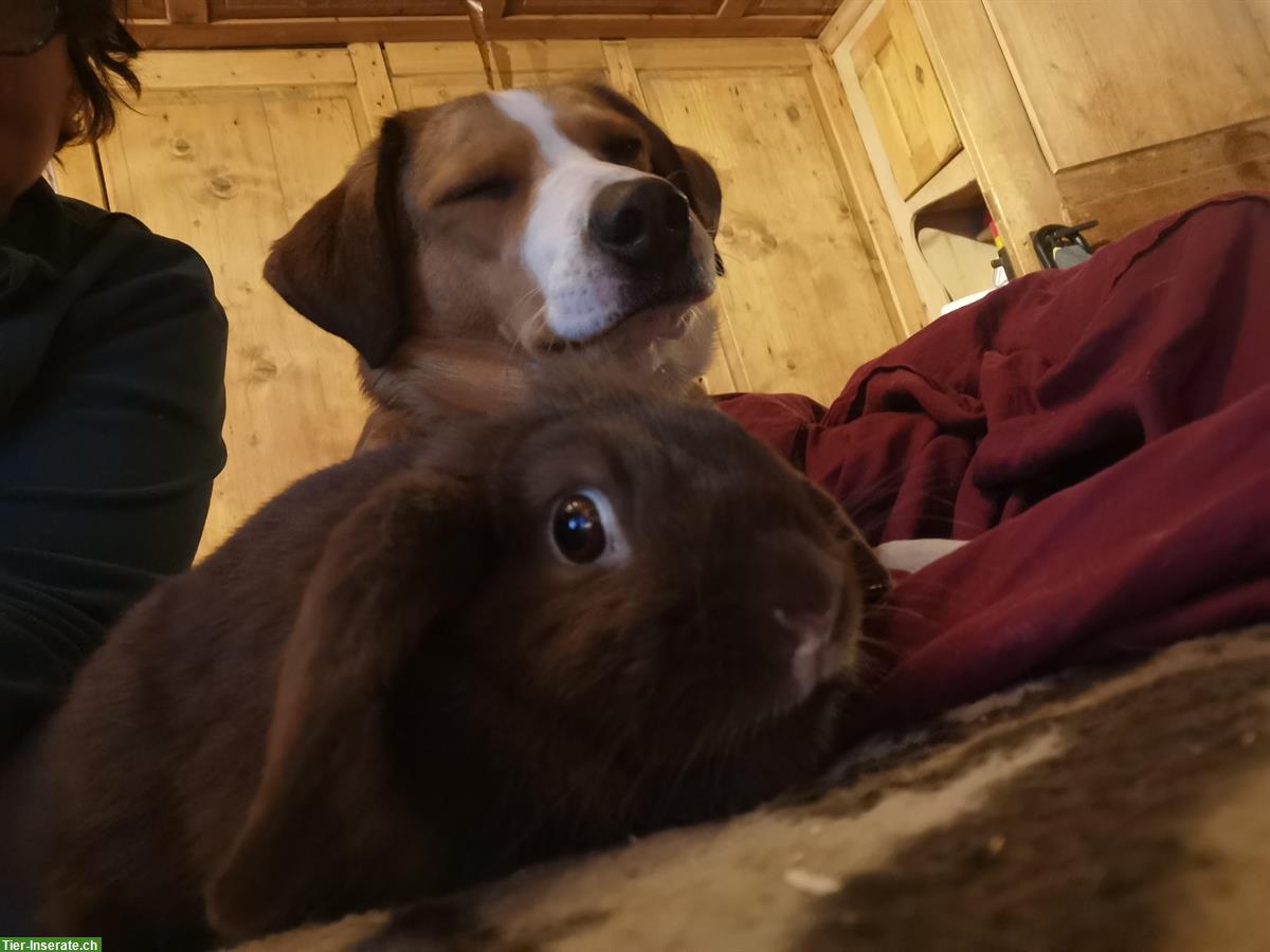 Bild 5: Löwenkopf Zwergkaninchen, Mutter und Sohn