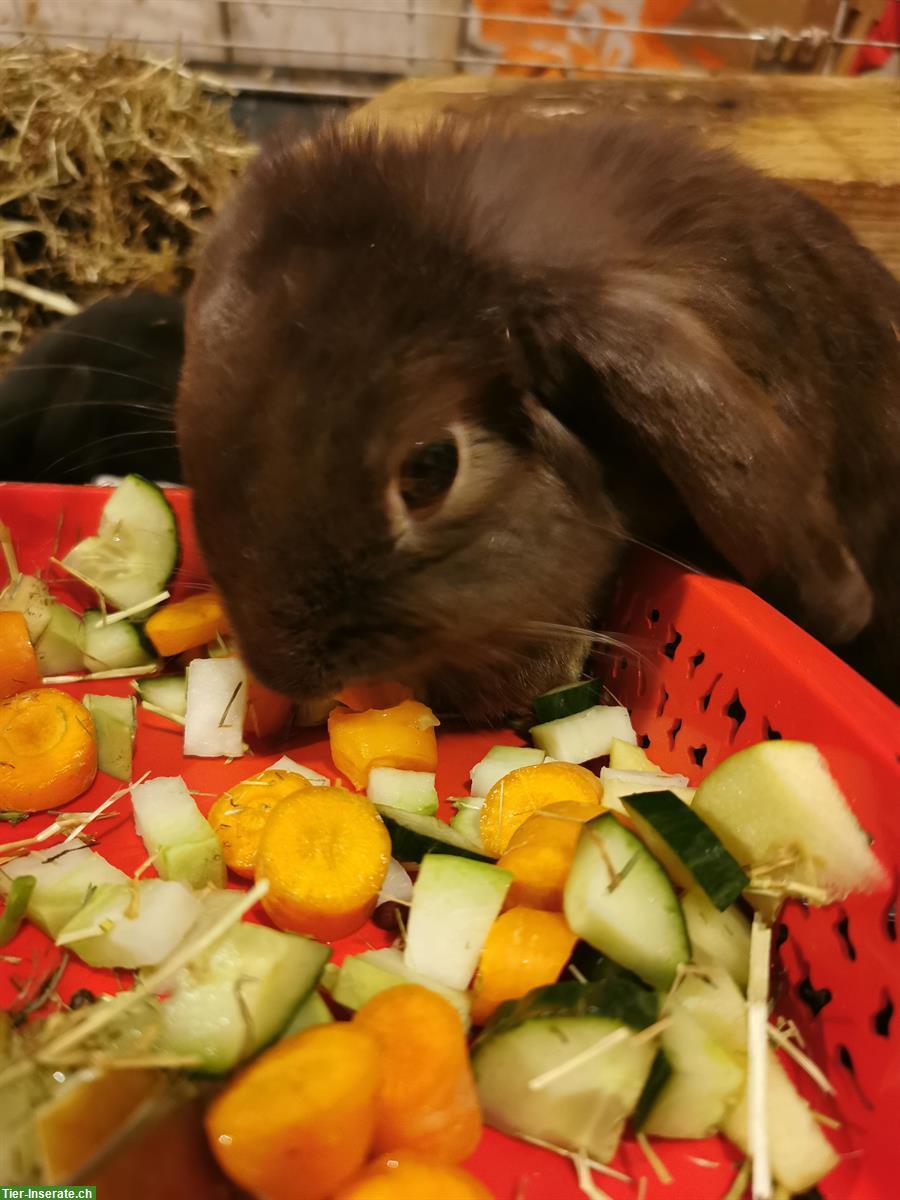 Bild 7: Löwenkopf Zwergkaninchen, Mutter und Sohn