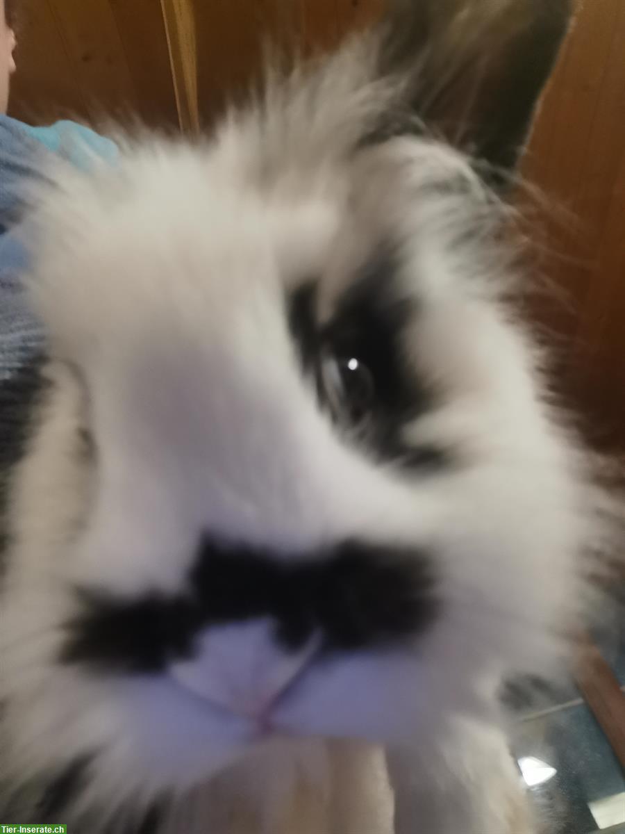 Bild 8: Löwenkopf Zwergkaninchen, Mutter und Sohn