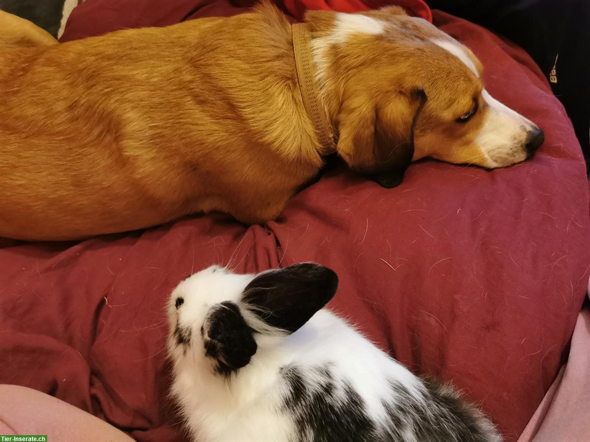 Bild 9: Löwenkopf Zwergkaninchen, Mutter und Sohn