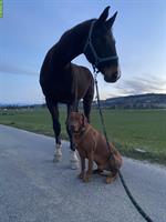 Oldenburger Wallach, 16-jährig, gutmütig