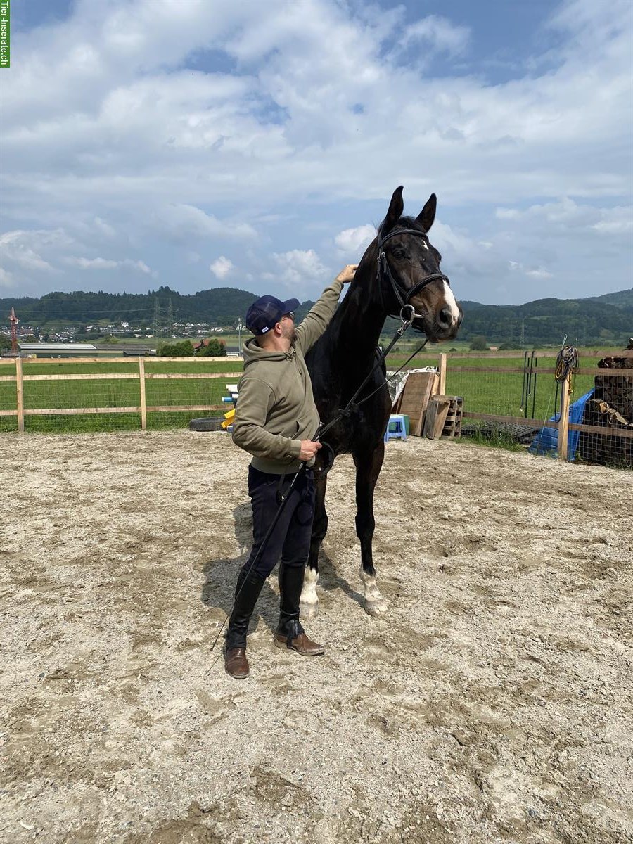 Bild 2: Oldenburger Wallach, 16-jährig, gutmütig