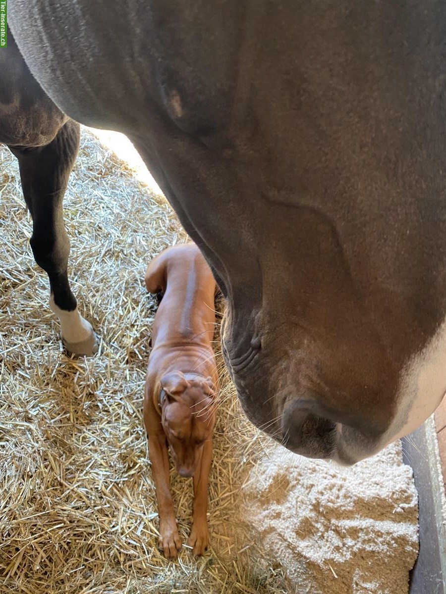 Bild 3: Oldenburger Wallach, 16-jährig, gutmütig