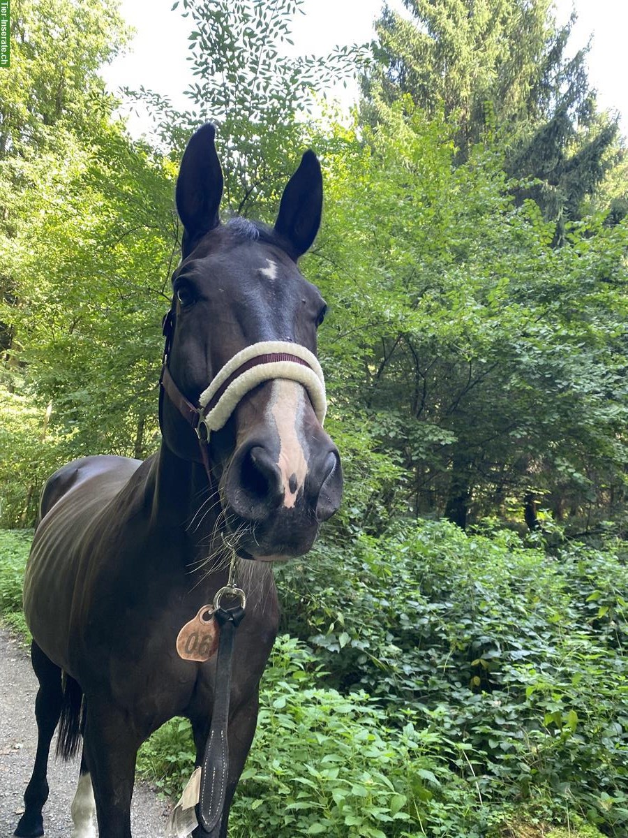 Bild 4: Oldenburger Wallach, 16-jährig, gutmütig