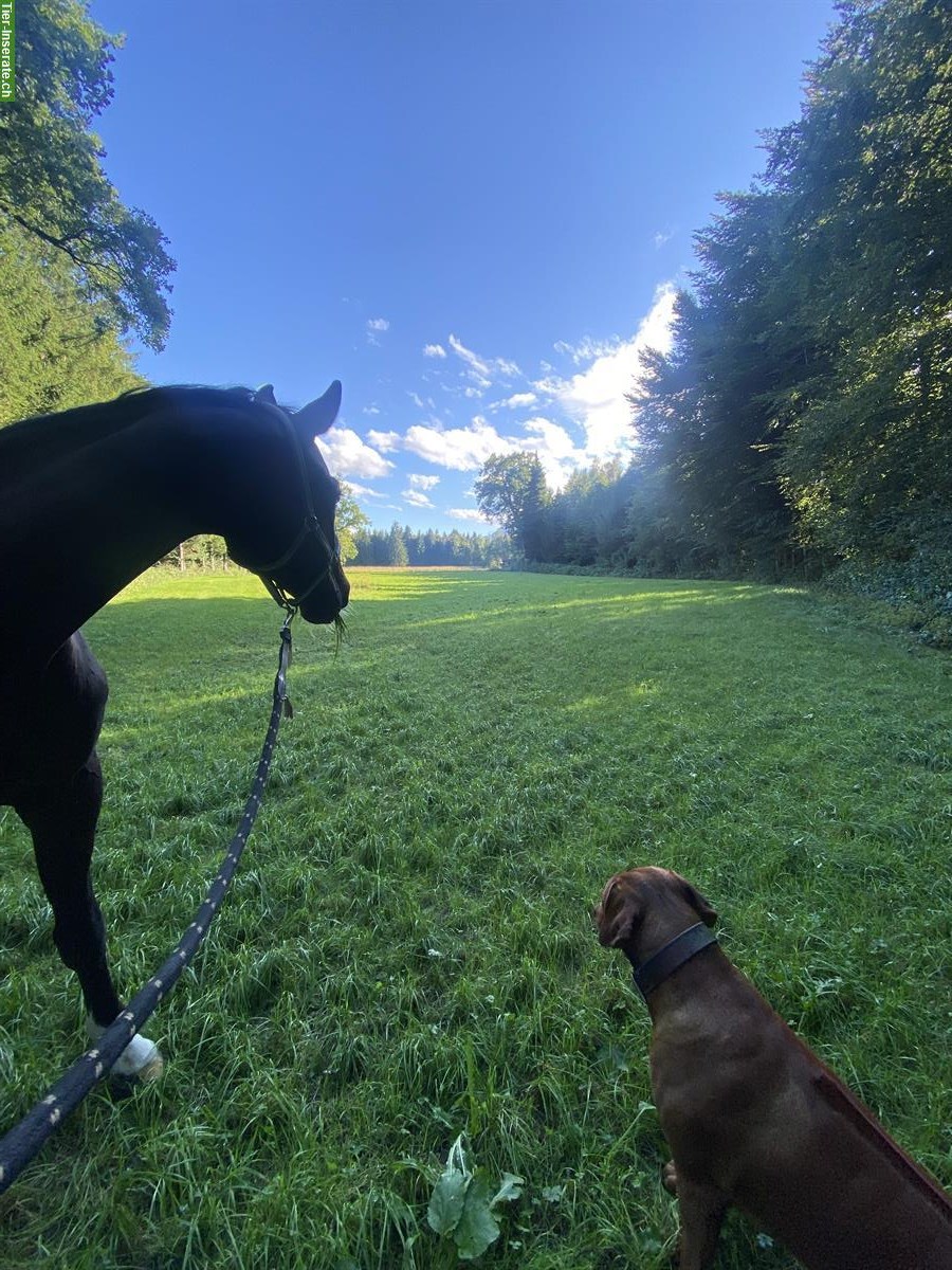 Bild 5: Oldenburger Wallach, 16-jährig, gutmütig