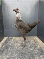 Moderne Englische Zwergkämpfer, birkenfarbig